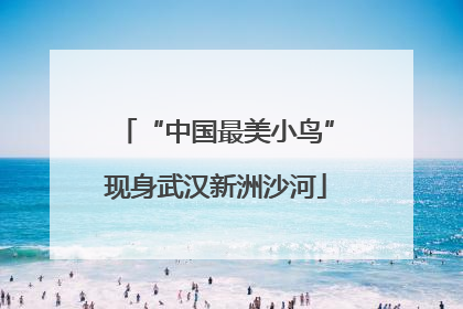 “中国最美小鸟”现身武汉新洲沙河