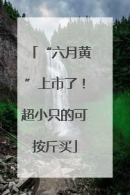 “六月黄”上市了！超小只的可按斤买
