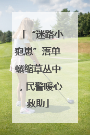 “迷路小狍崽”落单蜷缩草丛中，民警暖心救助