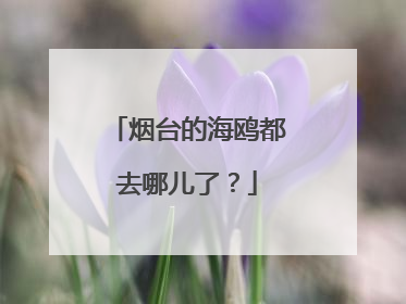 烟台的海鸥都去哪儿了？