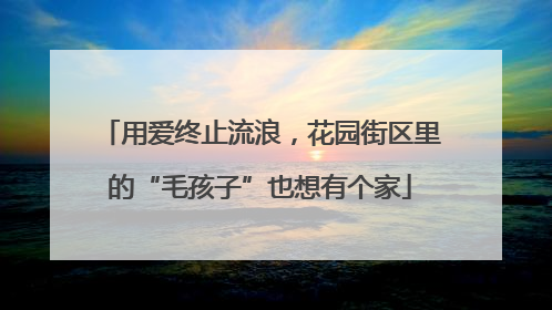 用爱终止流浪，花园街区里的“毛孩子”也想有个家