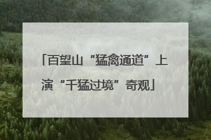 百望山“猛禽通道”上演“千猛过境”奇观