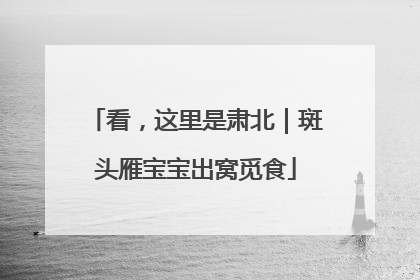 看，这里是肃北｜斑头雁宝宝出窝觅食