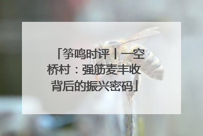 筝鸣时评丨一空桥村：强筋麦丰收背后的振兴密码