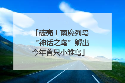 破壳！南麂列岛“神话之鸟”孵出今年首只小雏鸟