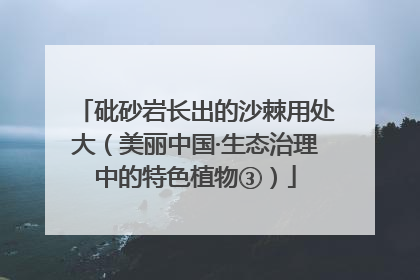 砒砂岩长出的沙棘用处大（美丽中国·生态治理中的特色植物③）