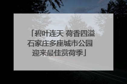 碧叶连天 荷香四溢 石家庄多座城市公园迎来最佳赏荷季