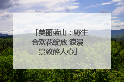 美丽蓝山：野生合欢花绽放 浪漫景致醉人心
