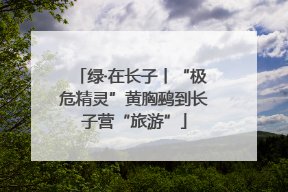 绿·在长子丨“极危精灵”黄胸鹀到长子营“旅游”