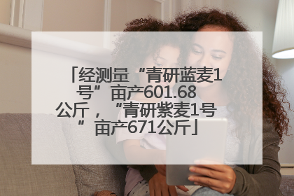 经测量“青研蓝麦1号”亩产601.68公斤，“青研紫麦1号”亩产671公斤