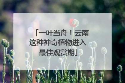 一叶当舟！云南这种神奇植物进入最佳观赏期