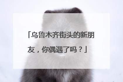 乌鲁木齐街头的新朋友，你偶遇了吗？