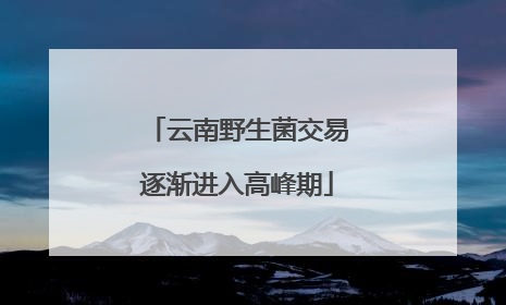 云南野生菌交易逐渐进入高峰期