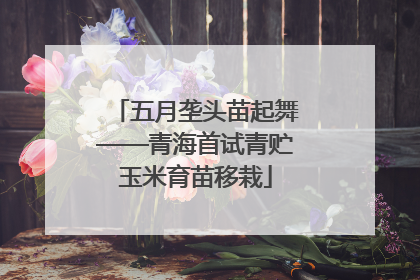 五月垄头苗起舞——青海首试青贮玉米育苗移栽