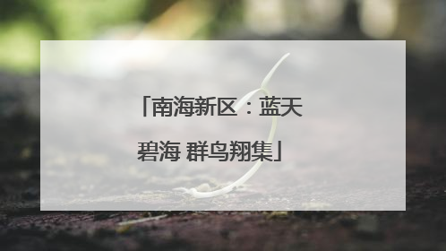 南海新区：蓝天碧海 群鸟翔集