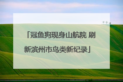 冠鱼狗现身山航院 刷新滨州市鸟类新纪录