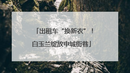 出租车“换新衣”！白玉兰绽放申城街巷