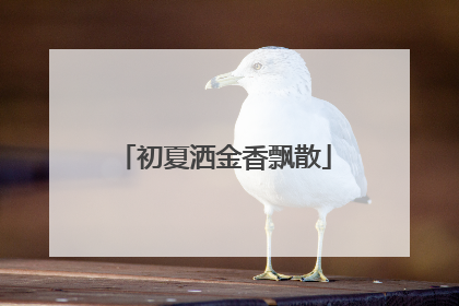 初夏洒金香飘散