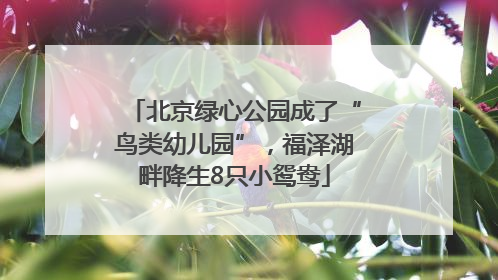 北京绿心公园成了“鸟类幼儿园”，福泽湖畔降生8只小鸳鸯