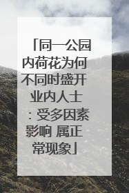同一公园内荷花为何不同时盛开 业内人士：受多因素影响 属正常现象