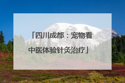 四川成都：宠物看中医体验针灸治疗