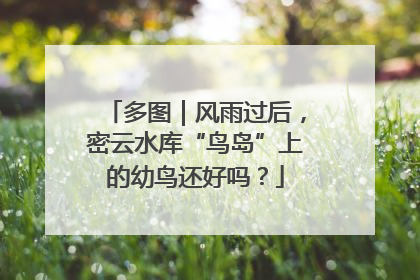 多图｜风雨过后，密云水库“鸟岛”上的幼鸟还好吗？