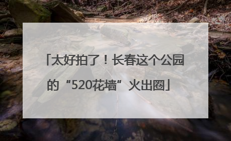 太好拍了！长春这个公园的“520花墙”火出圈