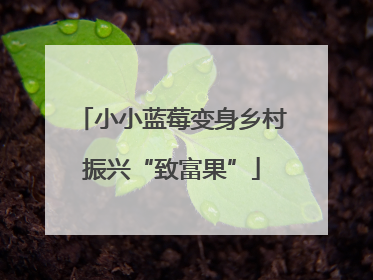 小小蓝莓变身乡村振兴“致富果”