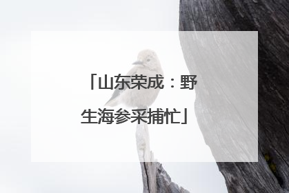 山东荣成：野生海参采捕忙
