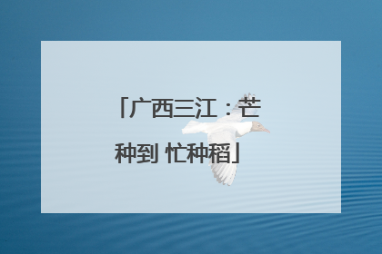 广西三江：芒种到 忙种稻