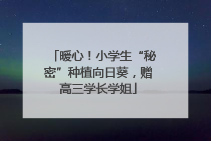 暖心！小学生“秘密”种植向日葵，赠高三学长学姐