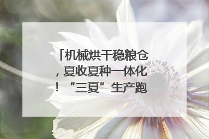 机械烘干稳粮仓，夏收夏种一体化！“三夏”生产跑出加速度｜麦报