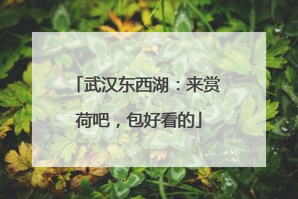 武汉东西湖：来赏荷吧，包好看的