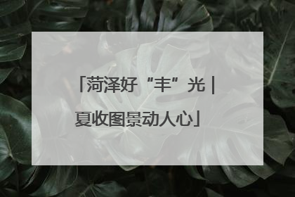 菏泽好“丰”光｜夏收图景动人心