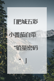 肥城五彩小番茄自带“销量密码”