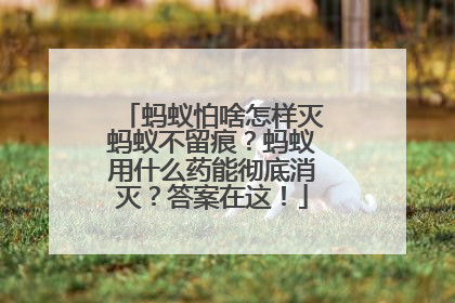 蚂蚁怕啥怎样灭蚂蚁不留痕？蚂蚁用什么药能彻底消灭？答案在这！