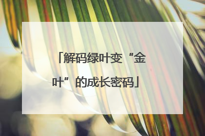 解码绿叶变“金叶”的成长密码