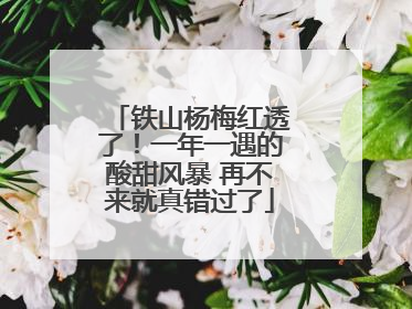 铁山杨梅红透了！一年一遇的酸甜风暴 再不来就真错过了