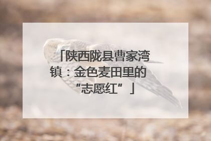 陕西陇县曹家湾镇：金色麦田里的“志愿红”