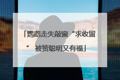 鹦鹉走失敲窗“求收留” 被赞聪明又有福