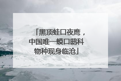黑顶蛙口夜鹰，中国唯一蟆口鸱科物种现身临沧