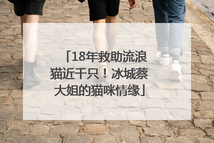 18年救助流浪猫近千只！冰城蔡大姐的猫咪情缘