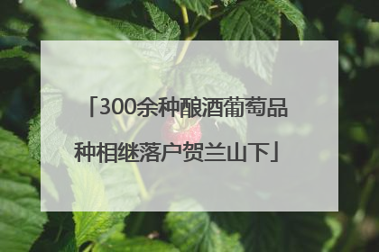 300余种酿酒葡萄品种相继落户贺兰山下
