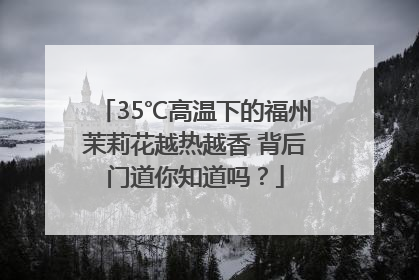 35℃高温下的福州茉莉花越热越香 背后门道你知道吗？